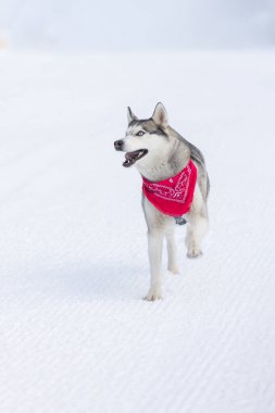 Kırmızı eşarplı komik köpek Sibirya Husky kışın karlı bir kayak yolunda koşuyor.