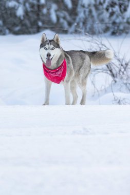 Safkan Husky köpek portresi kırmızı eşarplı, karda gözleri kapalı, gülümsüyor.