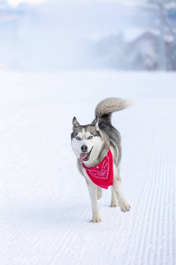 Kırmızı eşarplı komik köpek Sibirya Husky kışın karlı bir kayak yolunda koşuyor.