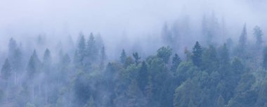 Çam ağaçları orman stilize fotoğraf pankartı arka planı