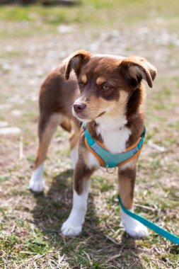 Kahverengi ve beyaz köpek yavrusu dışarıda duruyor. Karışık Cins