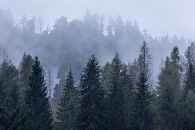 Çam ağaçları orman siluet fotoğraf arka plan stilize