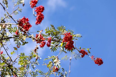 Mavi gökyüzü arka planındaki ağaçta kırmızı yaban mersini olan dallara yakın çekim