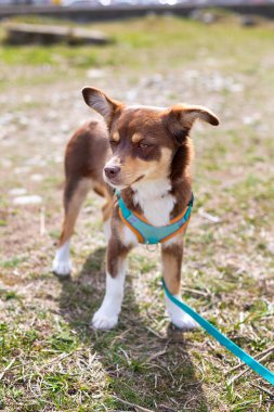 Kahverengi ve beyaz köpek yavrusu dışarıda duruyor. Karışık Cins