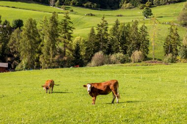 Yeşil bir çayırda ot yiyen kahverengi inek, orman ve çayırlar, Avrupa Alpleri arka planı