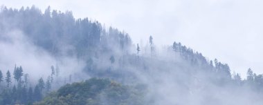 Çam ağaçları orman stilize fotoğraf pankartı arka planı