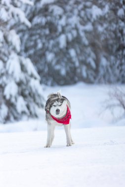 Köpek karı silkeliyor. Kış ormanında komik bir kurt.