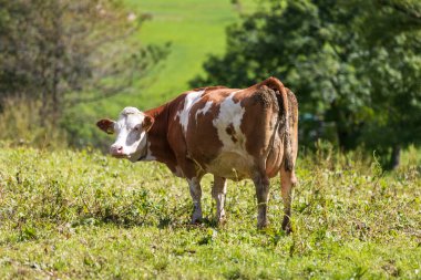 Yeşil bir çayırda ot yiyen kahverengi inek, orman ve çayırlar, Avrupa Alpleri arka planı