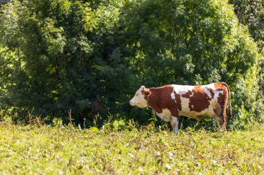Yeşil bir çayırda ot yiyen kahverengi inek, orman ve çayırlar, Avrupa Alpleri arka planı