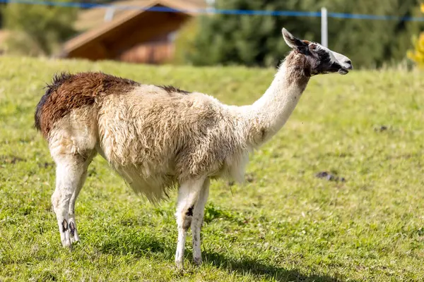 Güney Tyrol, Dolomitler, İtalya 'daki Alpaka ya da lama ile güzel bir manzara.