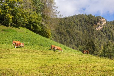 Yeşil bir çayırda ot yiyen birkaç inek, Avrupa Alpleri arka planı.