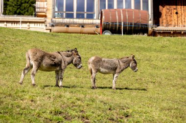 Güney Tyrol, İtalya Dolomite Alpleri çiftliğinde otlayan iki eşek.