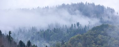 Sabahları çam ormanı Alpleri ile puslu manzara