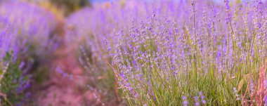 Mor lavanta renkli, yakın plan pankart. Çiçekler seçici odak, bulanık arkaplan