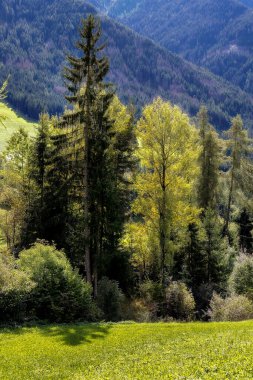 Yeşil ağaç arka planı, güzel manzara, Avrupa, İtalyan Alpleri