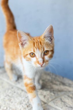 Sokakta küçük bir kızıl ve beyaz sokak kedisi