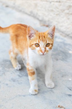 Sokakta küçük bir kızıl ve beyaz sokak kedisi