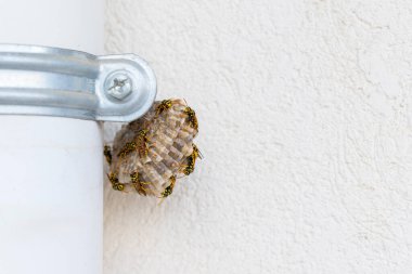 Evin duvarında eşekarısı ve larva olan bir arı kovanı.