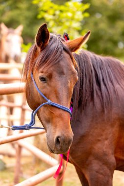 Doğanın arka planında kahverengi at portresi