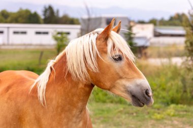 Doğanın arka planında kahverengi ve beyaz at portresi