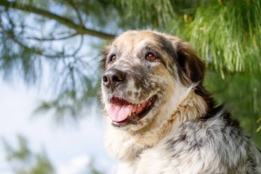 Büyük tüylü melez köpek portresi yakın plan, çam ağacı arka plan.