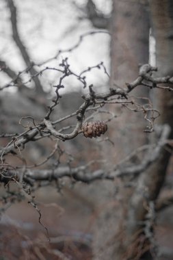 Ağaçta bir koni. Sonbahar üzüntü konsepti