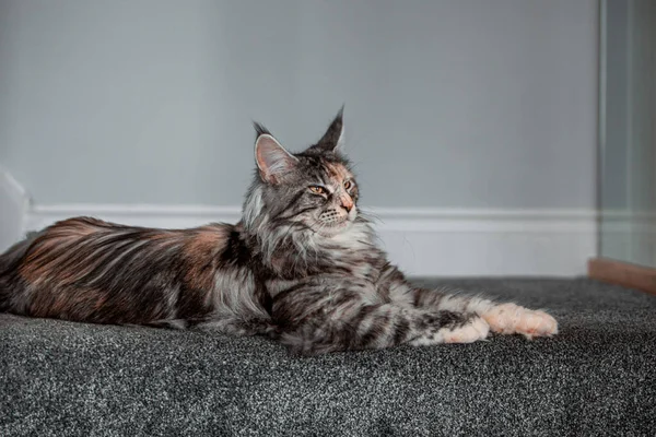 自宅で灰色の背景に面白い猫 — ストック写真