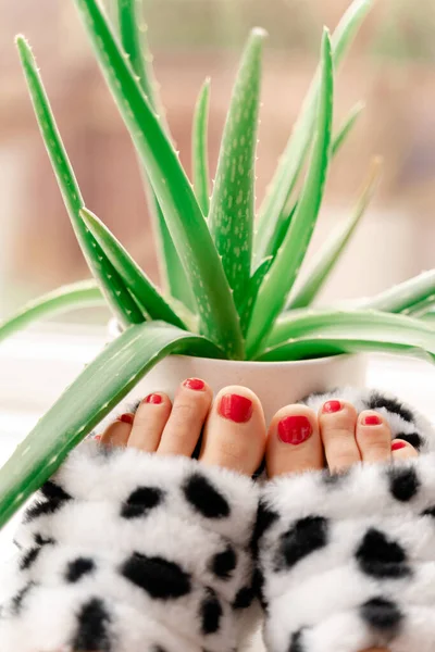 雌性脚穿着可笑的拖鞋 带着芦荟植物在窗边放松地呆在家里 免版税图库图片