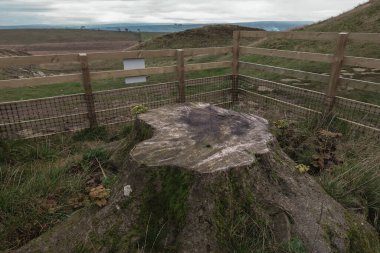 Meşhur Sycamore Ağacı kesildi ve yeni yaşam filizlenmeye başladı.