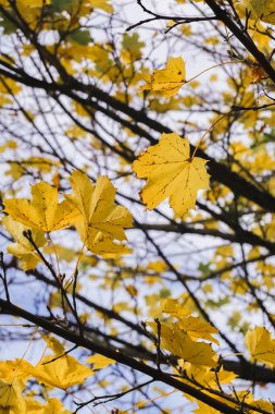 Sarı yapraklar ve mavi gökyüzü ile sonbahar arkaplanı