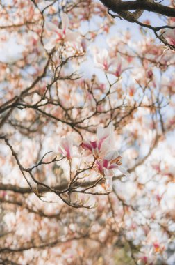İngiliz bahçesinde bahar. Güzel bahar sahnesi