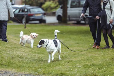 Güzel bir İngiliz manzarasında yürüyüş yaparken el ele tutuşan güzel bir çift ve köpekleri.