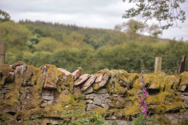 İngiliz kırsalında geleneksel kuru taş duvar. İngiltere 'nin kırsal kesimlerinde huzurlu doğa manzarası, kırsal cazibe ve sükunet, miras, seyahat ve huzurlu yavaş yaşam 