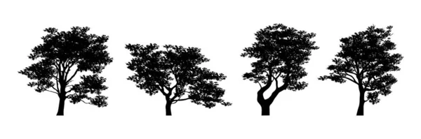 Διάφορες Λεπτομερείς Συλλογή Σιλουέτας Δένδρων — Διανυσματικό Αρχείο