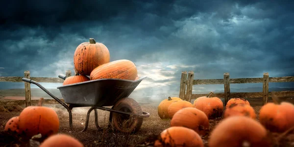 Halloween Apelsinpumpor Skottkärra Plockas Färska Gård Hösten Royaltyfria Stockbilder