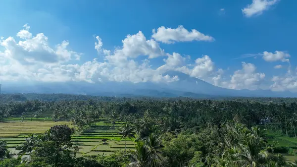 Tropikal pirinç tarlaları ve yoğun hindistan cevizi palmiyelerinden oluşan geniş bir manzara. Rinjani Dağı 'nın etkileyici silueti parlak bir gökyüzünün altında gizlenmiş..