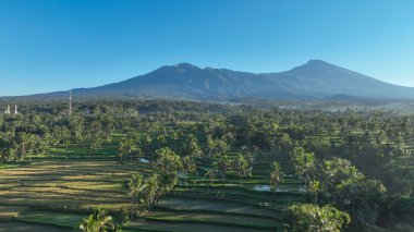 Rinjani Dağı, Lombok, Endonezya 'da sonsuz yeşil pirinç terasları ve palmiye ağaçları üzerinde yükselen ikonik tropikal bir manzara olan ufka hükmediyor..
