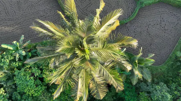 Canlı yeşil ormanlarla çevrili bir palmiye ağacının tepeden tırnağa görüntüsü aşağıdaki şekilli, kuru pirinç teraslarıyla dramatik kontrastı vurguluyor..