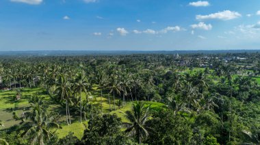 Uçsuz bucaksız palmiye ağaçları ve pirinç tarlaları parlak mavi gökyüzünün altında uzanır Endonezya kırsalının huzurlu güzelliğini yakalar..