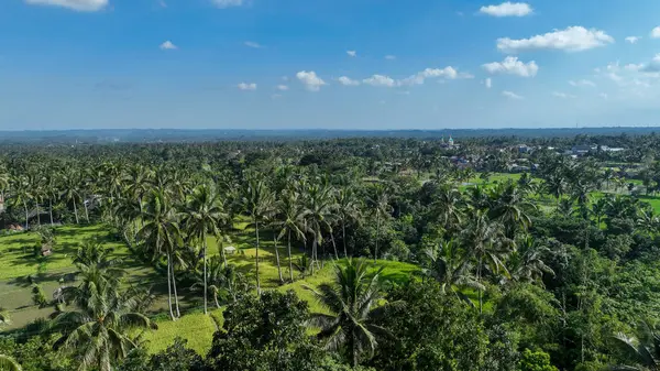Uçsuz bucaksız palmiye ağaçları ve pirinç tarlaları parlak mavi gökyüzünün altında uzanır Endonezya kırsalının huzurlu güzelliğini yakalar..