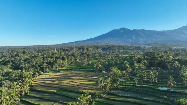 Altın pirinç tarlaları ve palmiye ağaçları, açık mavi bir gökyüzünün altında, Lombok 'un görkemli volkanı Rinjani Dağı' nın yüksek siluetinin altında seriliyor..