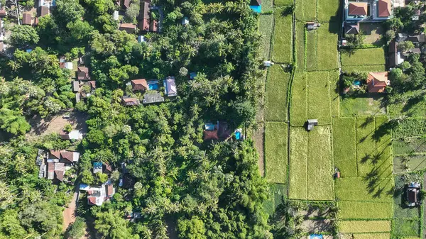 Yukarıdan bakıldığında, Amed köyü yoğun orman konutları ile pirinç tarlalarının yamaları arasında canlı bir zıtlık sergiliyor ve Bali kırsalının özünü yakalıyor..