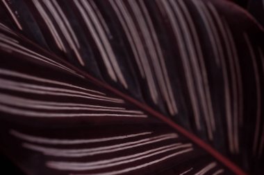 yumuşak odaklı tropikal yaprak twhite ve kahverengi doku arkaplanı 