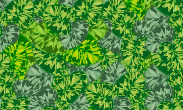Πολύχρωμα Τροπικά Φύλλα Άνοιξη Φόντο Φύση — Φωτογραφία Αρχείου