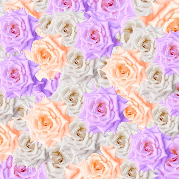 色彩艳丽的紫色 白色和棕色玫瑰花纹背景 — 图库照片