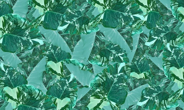 Барвистий Тропічний Візерунок Зеленим Білим Візерунком — стокове фото