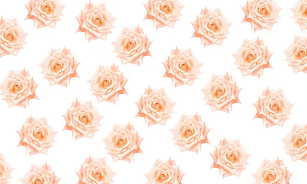 Cream Colored Roses Pattern Spring Nature Background — Stock Photo, Image