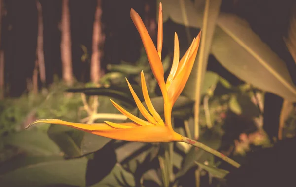 Żółty Kwiat Tropikalny Kwitnący — Zdjęcie stockowe