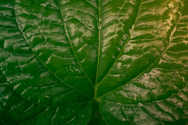 Groen Tropisch Blad Met Dauwdruppels Lente Natuur Behang Achtergrond — Stockfoto