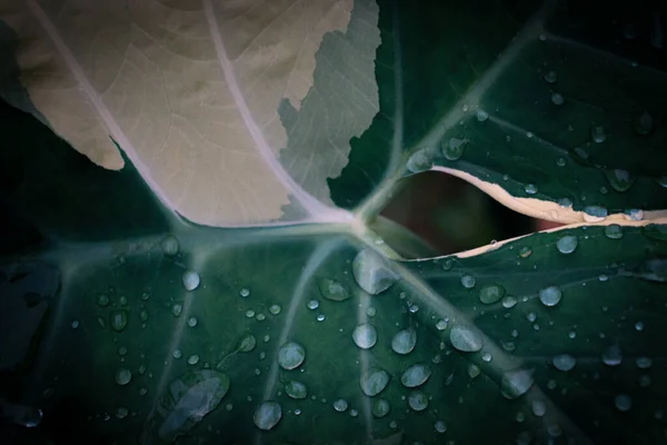 green and white tropical leaf with dew drops